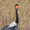 Saddle-billed Stork